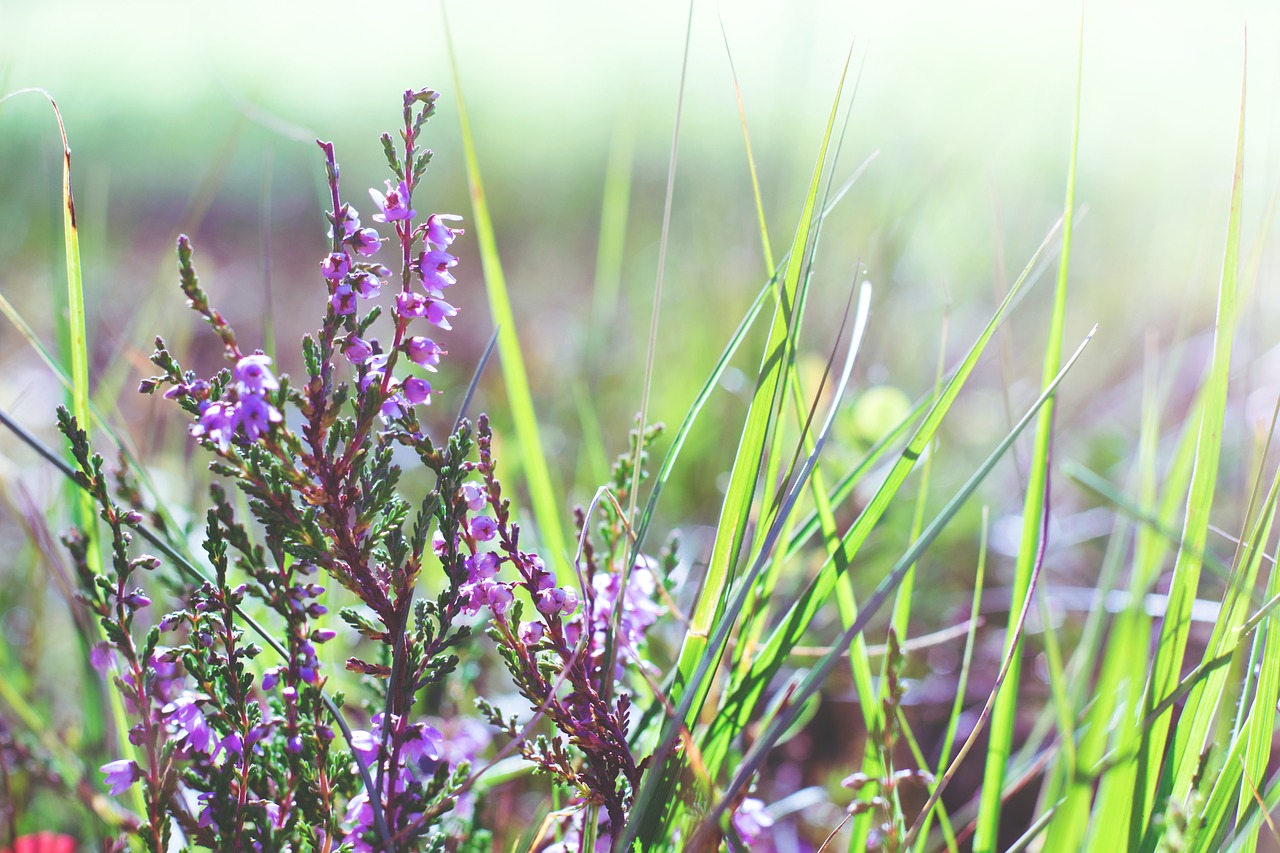 How to Create a Wildflower Meadow in a Small Yard